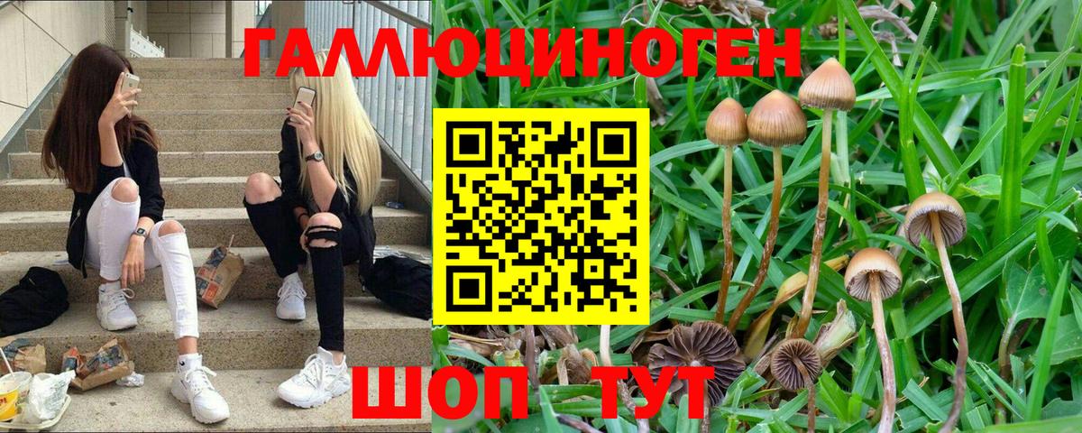 Галлюциногенные грибы Psilocybine cubensis Казань